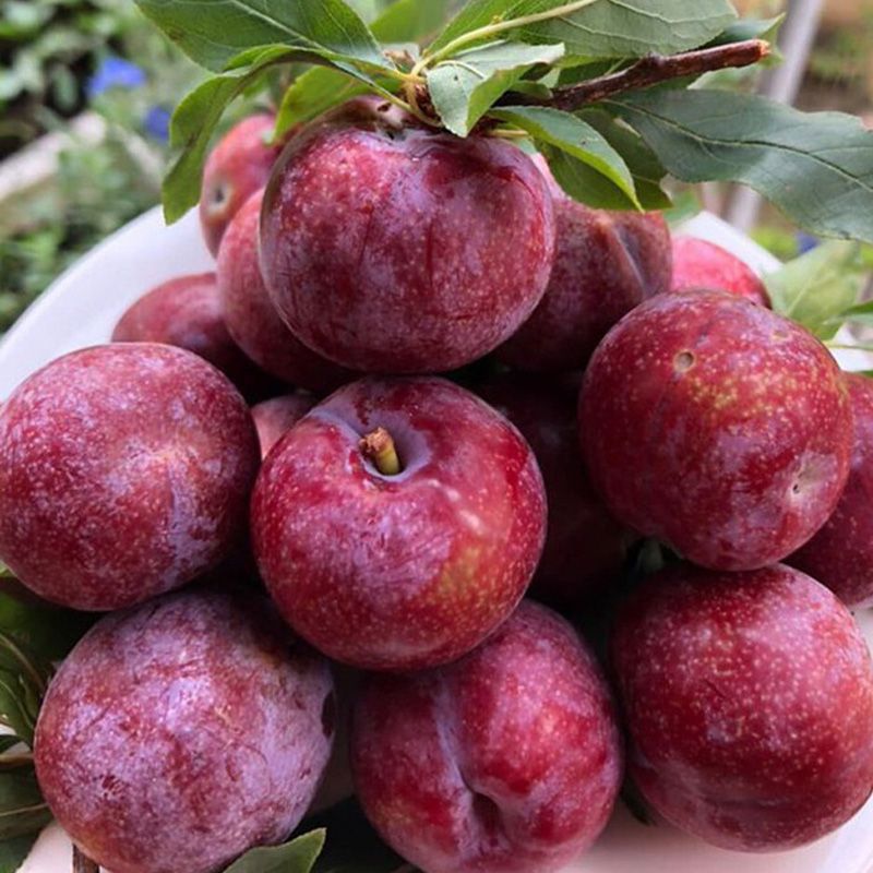 mận mộc châu
