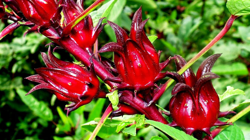 Đài hoa Hibiscus sau khi thu hoạch thường được phơi khô, sử dụng để pha trà, làm mứt,...