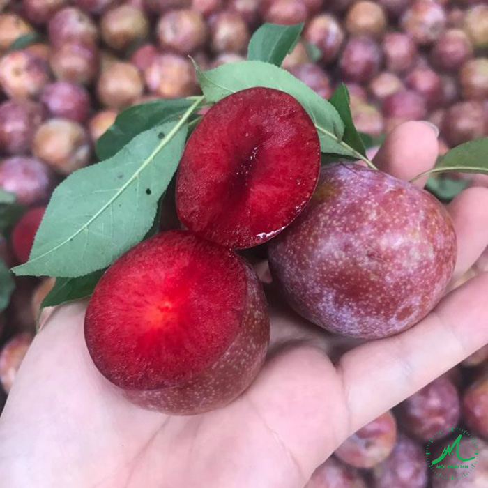 Mận Mộc Châu tươi ngon trên Cao Nguyên Tây Bắc - nguyên liệu tạo nên Syrup Mận Mộc Châu Good Heart